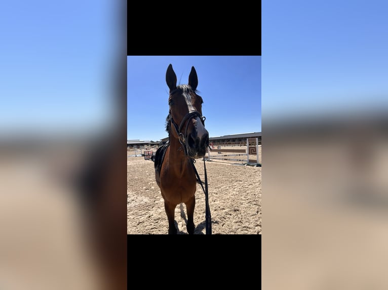 Hannoveraner Mix Stute 11 Jahre 168 cm Brauner in Viernheim