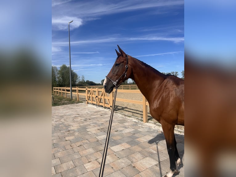 Hannoveraner Mix Stute 11 Jahre 168 cm Brauner in Viernheim