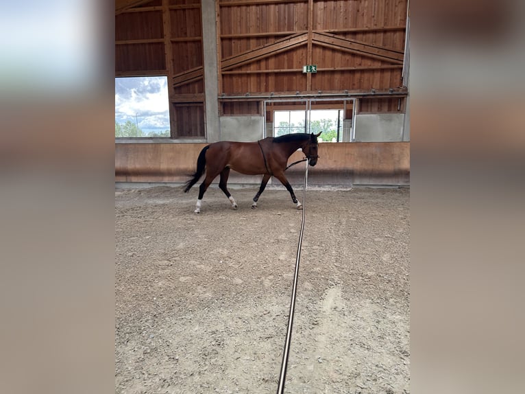 Hannoveraner Mix Stute 11 Jahre 168 cm Brauner in Viernheim
