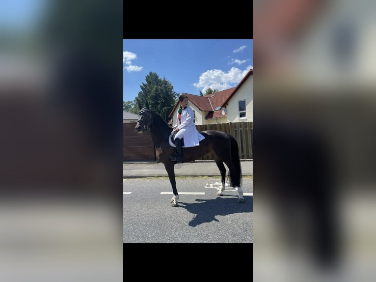 Hannoveraner Stute 11 Jahre 168 cm Dunkelbrauner in Schwalmstadt