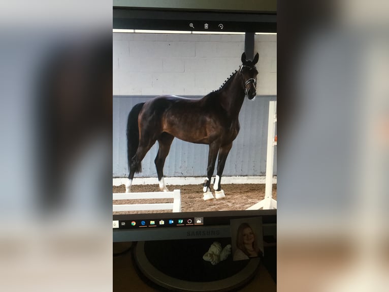 Hannoveraner Stute 11 Jahre 168 cm Dunkelbrauner in Wagenfeld