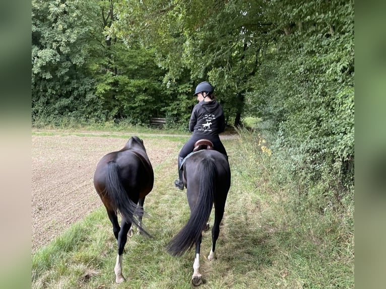 Hannoveraner Stute 11 Jahre 168 cm  in Wabern