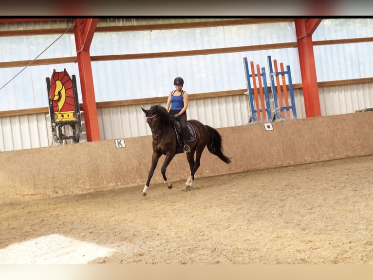 Hannoveraner Stute 11 Jahre 168 cm  in Wabern