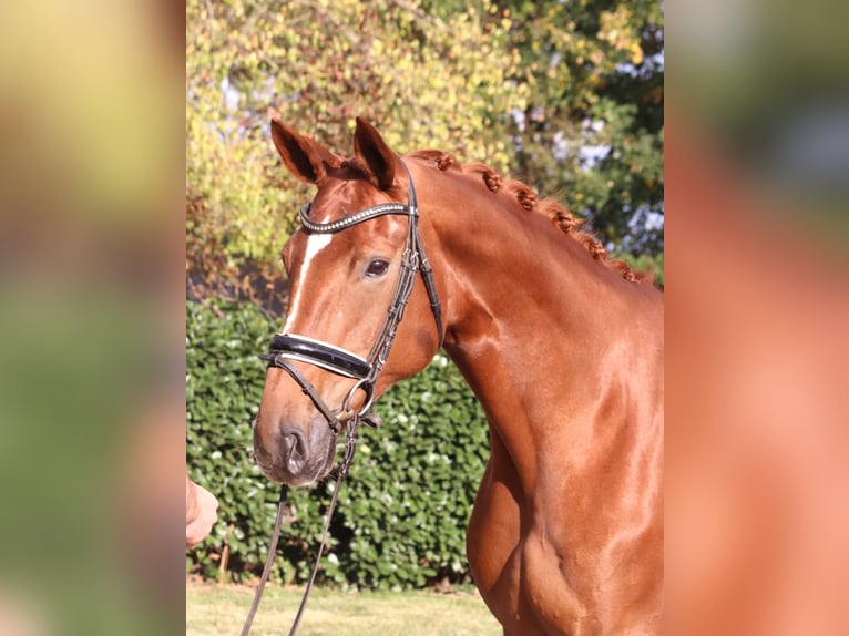 Hannoveraner Stute 11 Jahre 168 cm Fuchs in Selsingen