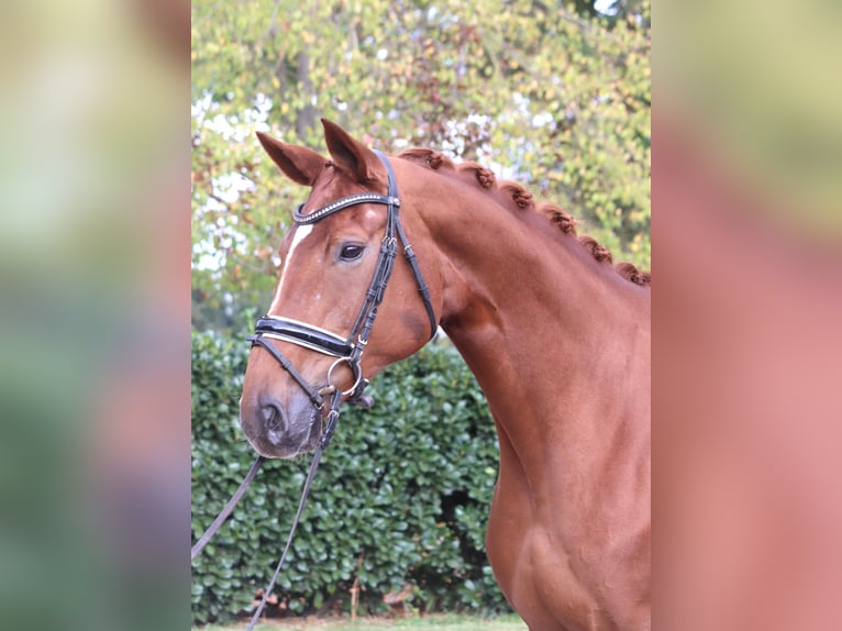 Hannoveraner Stute 11 Jahre 168 cm Fuchs in Selsingen