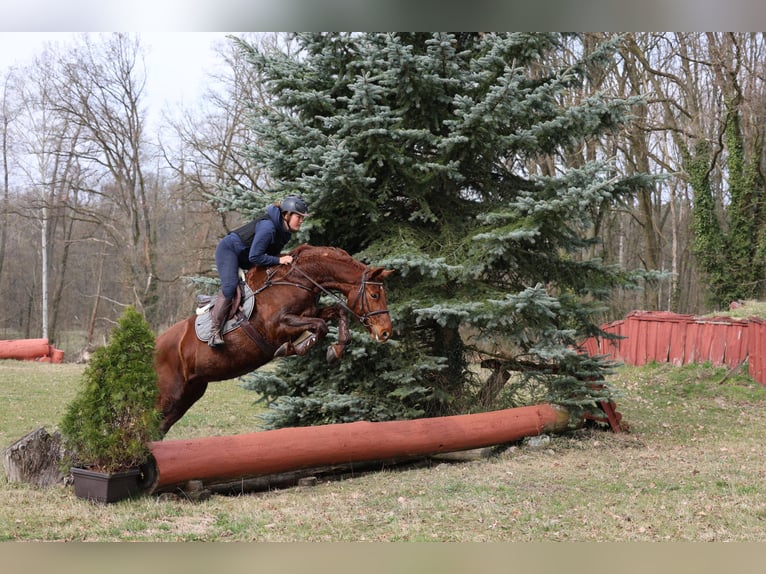 Hannoveraner Stute 11 Jahre 168 cm Fuchs in Prötzel HarnekopPrötzel