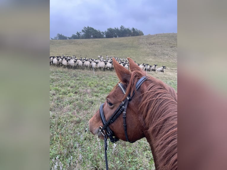 Hannoveraner Stute 11 Jahre 168 cm Fuchs in Prötzel HarnekopPrötzel