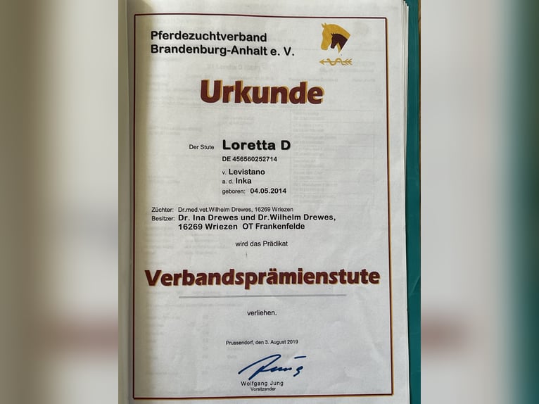 Hannoveraner Stute 11 Jahre 168 cm Fuchs in Prötzel HarnekopPrötzel
