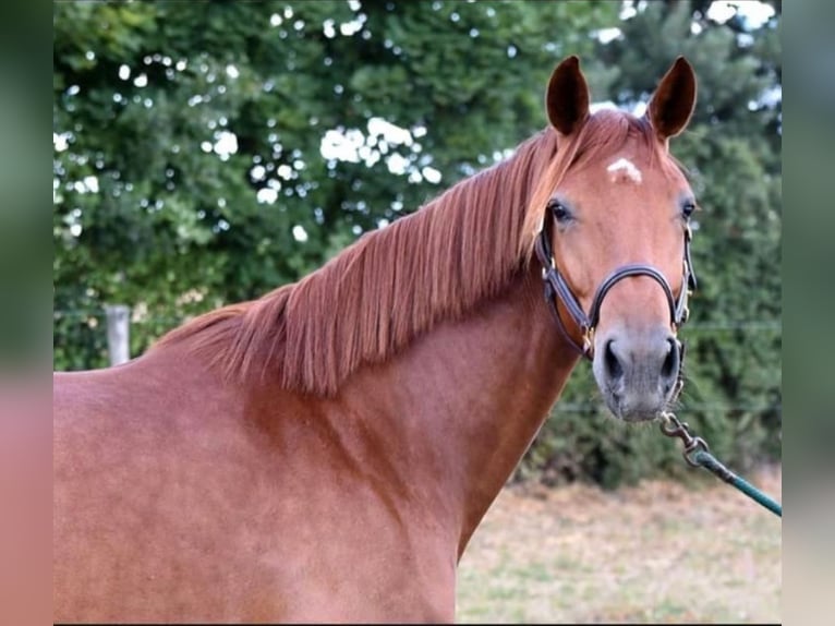 Hannoveraner Stute 11 Jahre 168 cm Fuchs in Prötzel HarnekopPrötzel