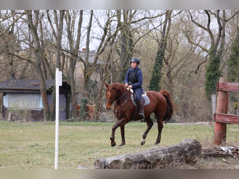 Hannoveraner Stute 11 Jahre 168 cm Fuchs in Prötzel HarnekopPrötzel