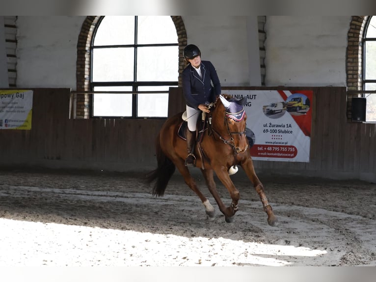 Hannoveraner Stute 11 Jahre 168 cm Fuchs in Prötzel HarnekopPrötzel