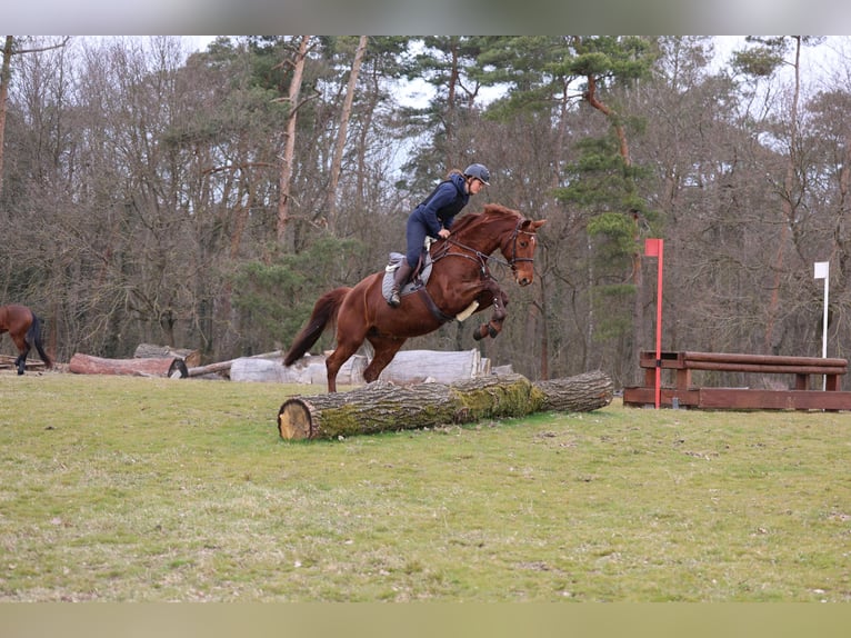 Hannoveraner Stute 11 Jahre 168 cm Fuchs in Prötzel HarnekopPrötzel