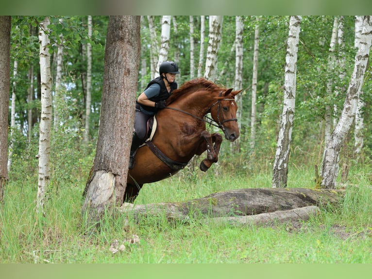 Hannoveraner Stute 11 Jahre 168 cm Fuchs in Pr&#xF6;tzel HarnekopPr&#xF6;tzel
