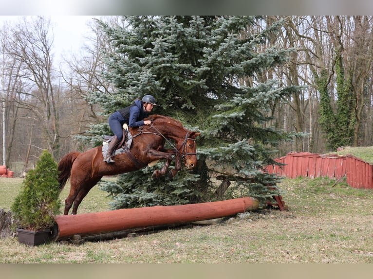 Hannoveraner Stute 11 Jahre 168 cm Fuchs in Pr&#xF6;tzel HarnekopPr&#xF6;tzel