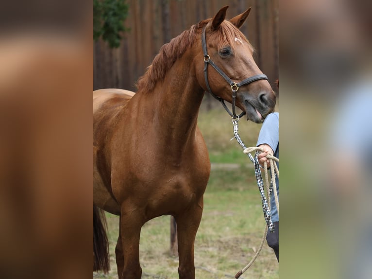 Hannoveraner Stute 11 Jahre 168 cm Fuchs in Pr&#xF6;tzel HarnekopPr&#xF6;tzel