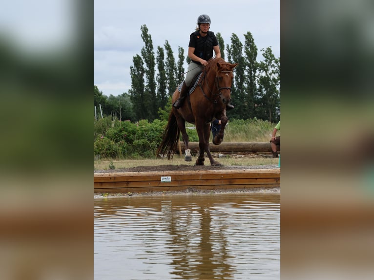 Hannoveraner Stute 11 Jahre 168 cm Fuchs in Pr&#xF6;tzel HarnekopPr&#xF6;tzel