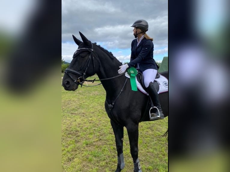 Hannoveraner Stute 11 Jahre 168 cm Rappe in Bad Gandersheim