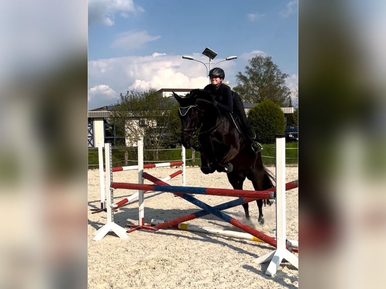 Hannoveraner Stute 11 Jahre 168 cm Rappe in Bad Gandersheim