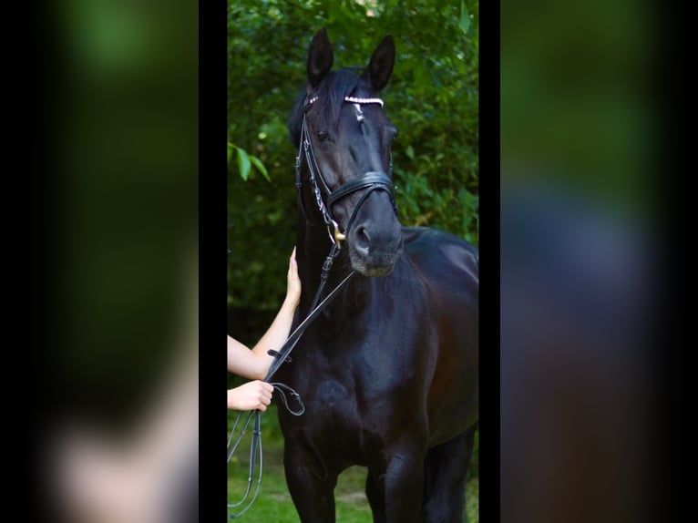 Hannoveraner Stute 11 Jahre 168 cm Rappe in Bad Gandersheim