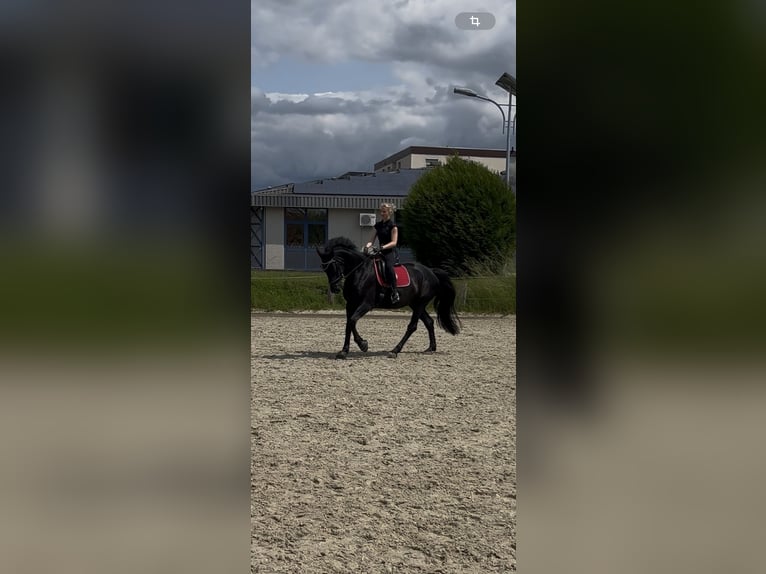 Hannoveraner Stute 11 Jahre 168 cm Rappe in Bad Gandersheim