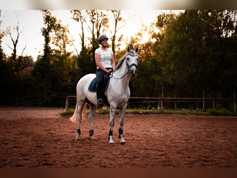 Hannoveraner Stute 11 Jahre 168 cm Schimmel in Lamspringe