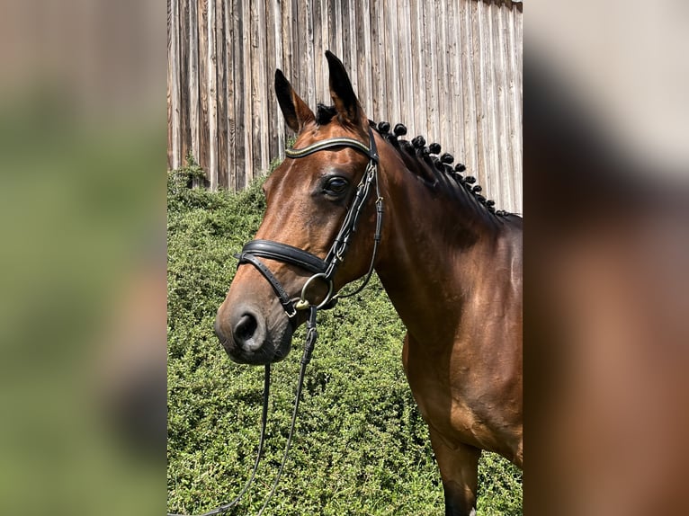 Hannoveraner Stute 11 Jahre 169 cm Brauner in Ostercappeln