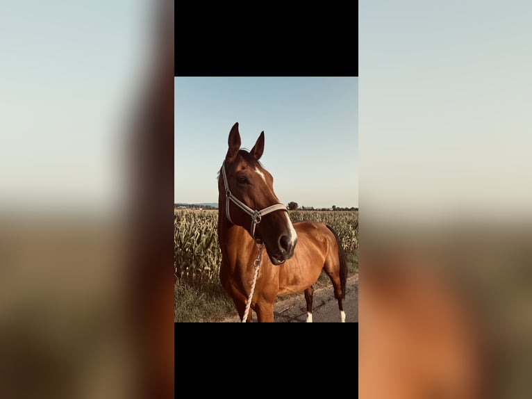 Hannoveraner Mix Stute 11 Jahre 169 cm Brauner in Viernheim