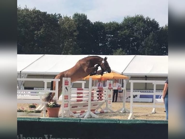 Hannoveraner Stute 11 Jahre 169 cm Brauner in Balge