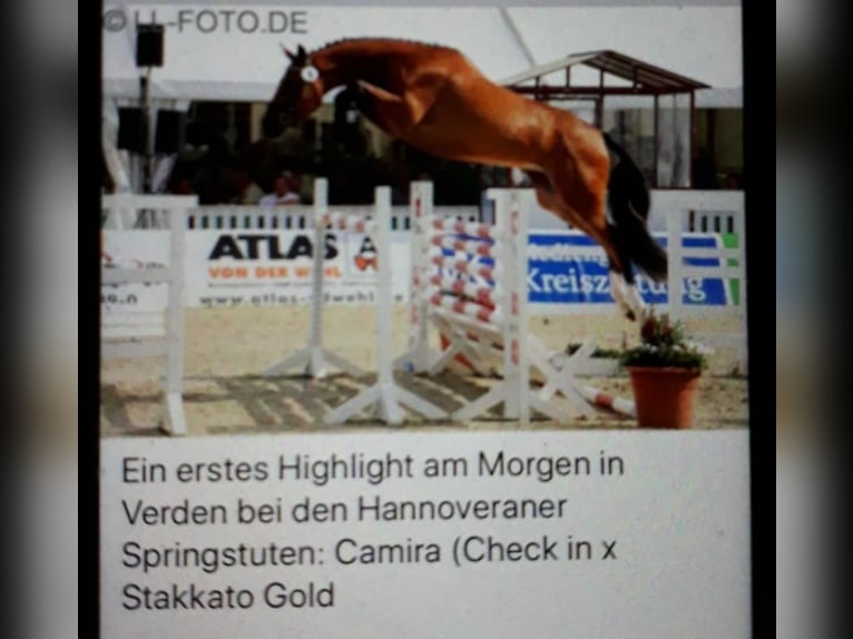 Hannoveraner Stute 11 Jahre 169 cm Brauner in Balge