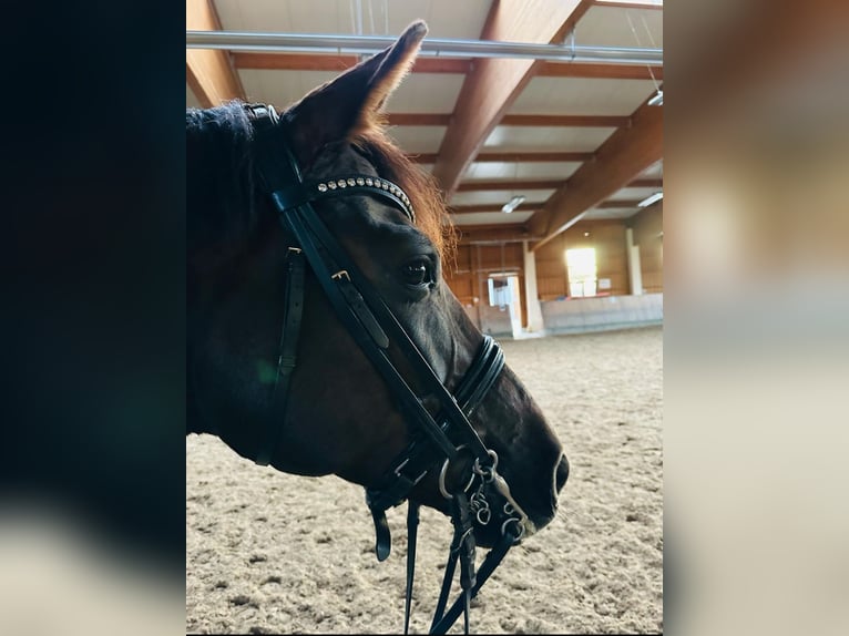 Hannoveraner Stute 11 Jahre 169 cm Dunkelfuchs in Chieming