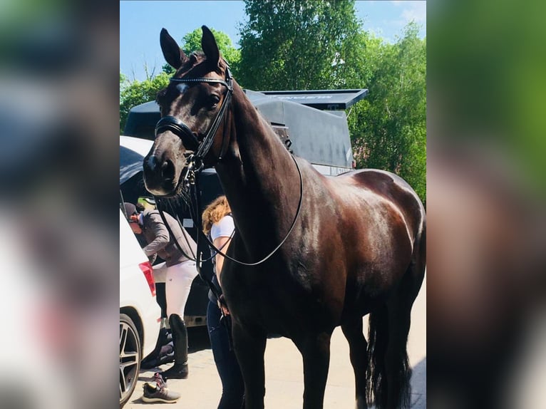 Hannoveraner Stute 11 Jahre 169 cm Dunkelfuchs in Chieming