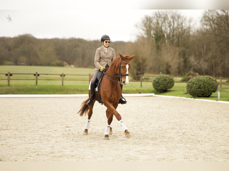 Hannoveraner Stute 11 Jahre 169 cm Dunkelfuchs in Yvelines