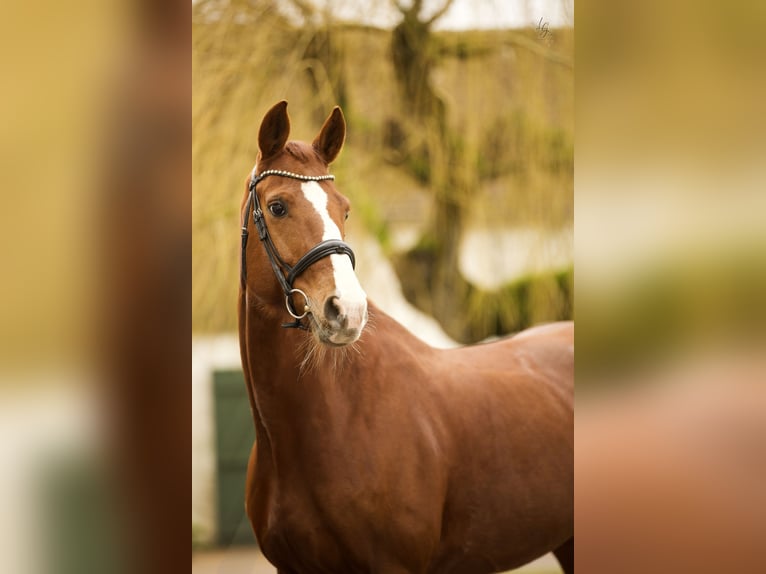 Hannoveraner Stute 11 Jahre 169 cm Dunkelfuchs in Yvelines