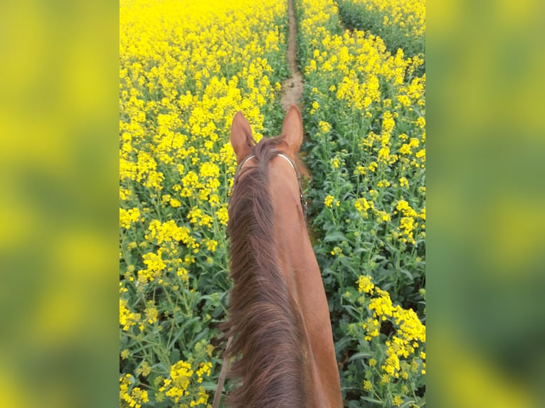 Hannoveraner Stute 11 Jahre 169 cm Fuchs in Schachdorf Ströbeck