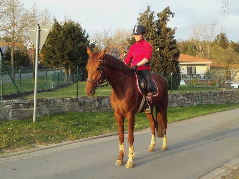 Hannoveraner Stute 11 Jahre 169 cm Fuchs in Schachdorf Ströbeck