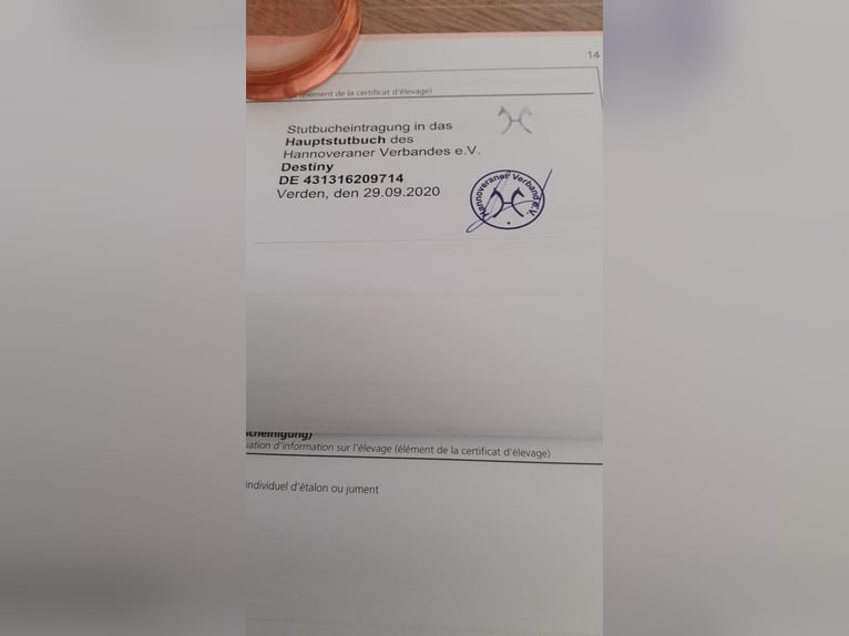 Hannoveraner Stute 11 Jahre 169 cm Fuchs in Schachdorf Ströbeck