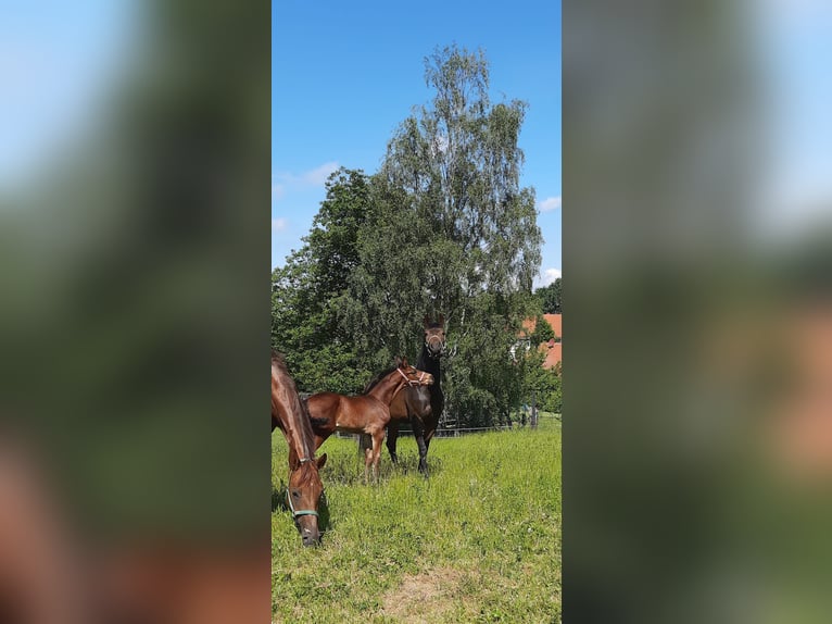 Hannoveraner Stute 11 Jahre 169 cm Fuchs in Schachdorf Ströbeck