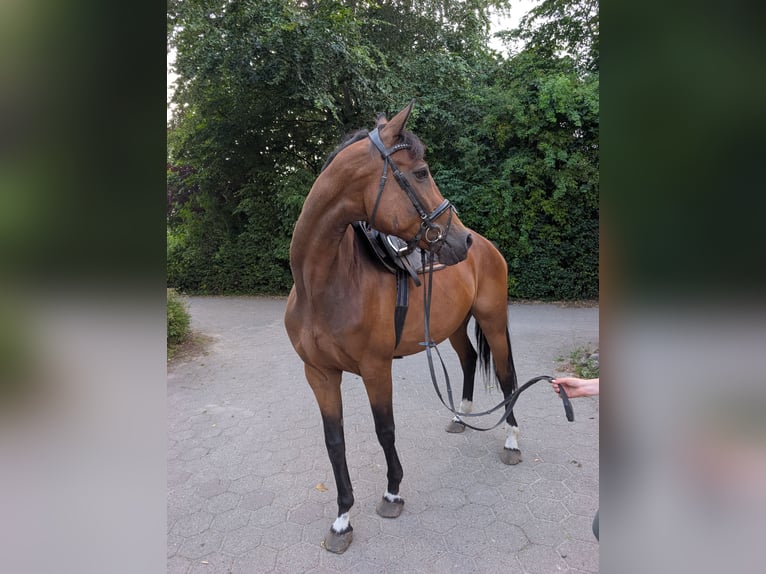 Hannoveraner Stute 11 Jahre 170 cm Brauner in Buchholz in der Nordheide