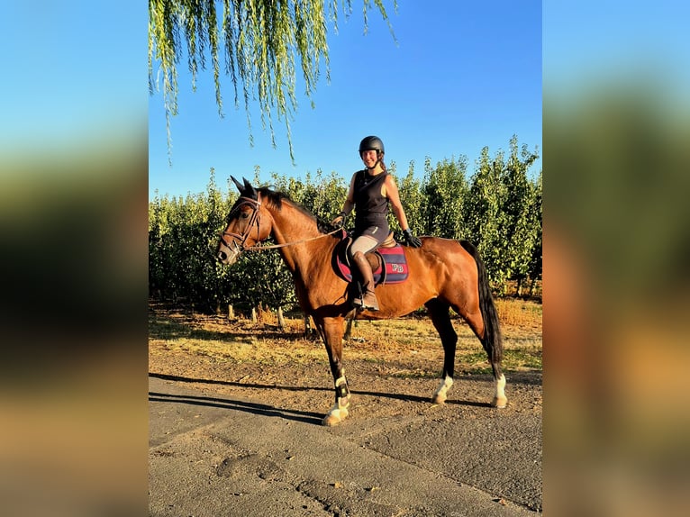 Hannoveraner Stute 11 Jahre 170 cm Brauner in Wachtberg