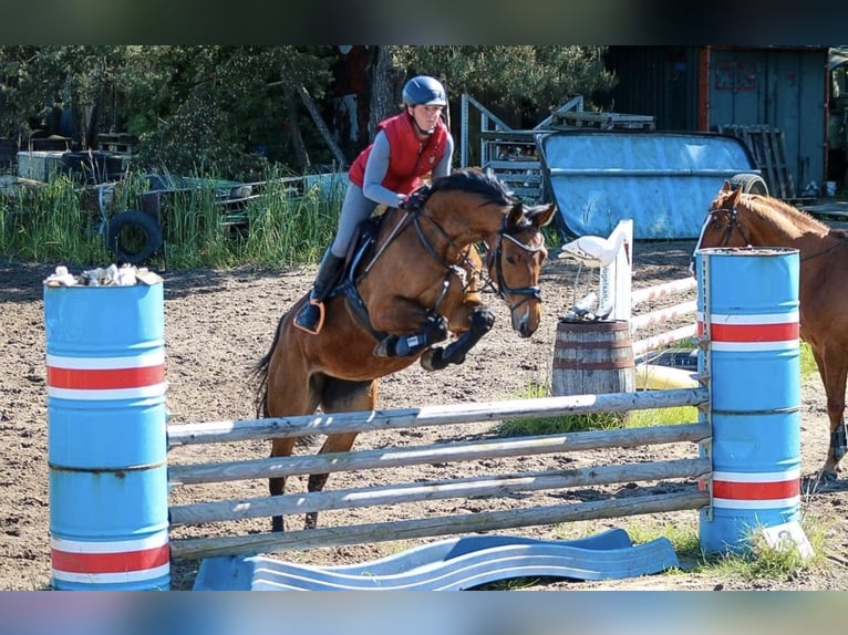 Hannoveraner Stute 11 Jahre 170 cm Brauner in V&#xF6;gelsen