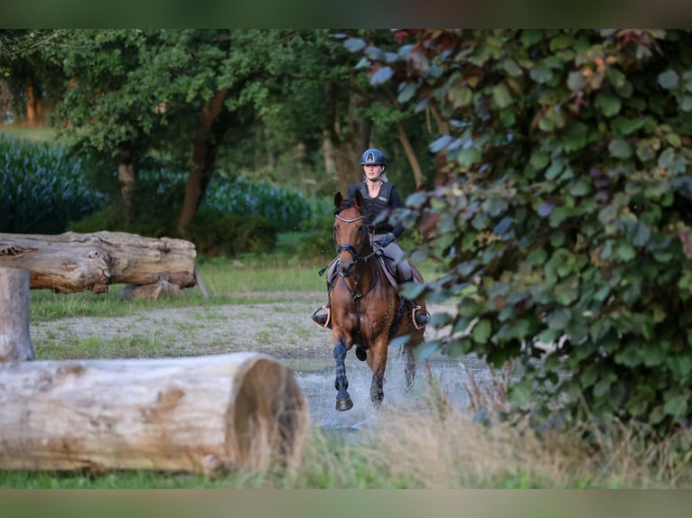 Hannoveraner Stute 11 Jahre 170 cm Brauner in V&#xF6;gelsen
