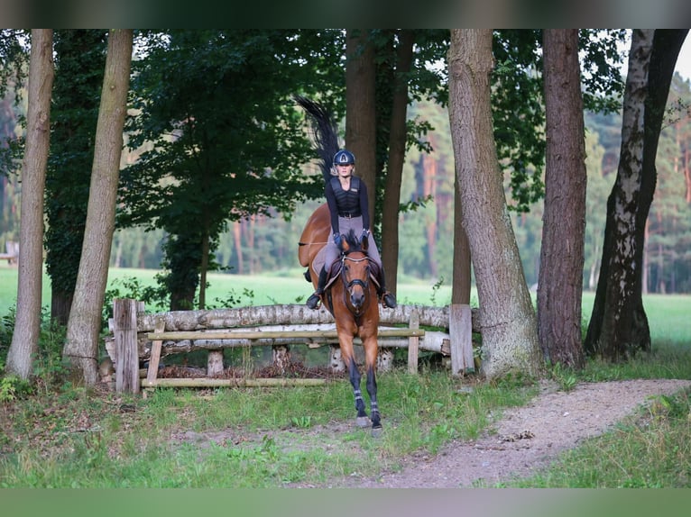 Hannoveraner Stute 11 Jahre 170 cm Brauner in V&#xF6;gelsen