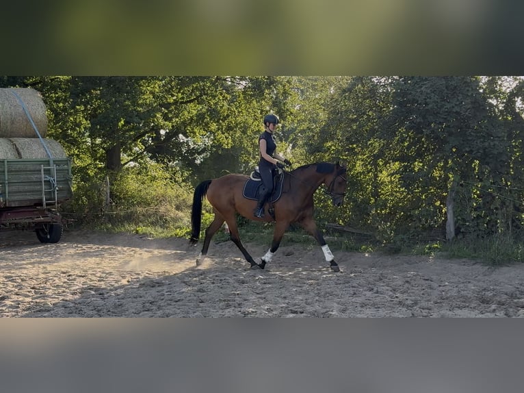 Hannoveraner Stute 11 Jahre 170 cm Brauner in V&#xF6;gelsen