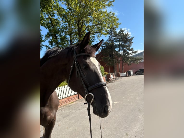 Hannoveraner Stute 11 Jahre 170 cm  in Bad Laer