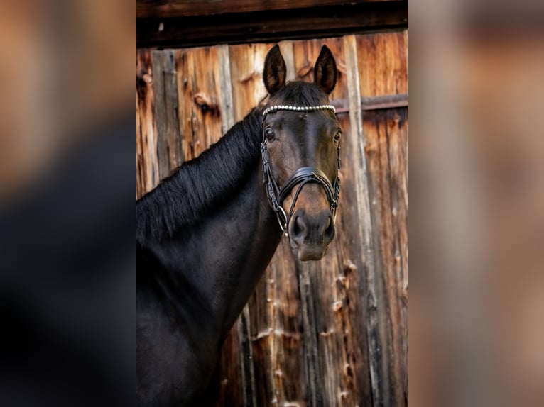 Hannoveraner Stute 11 Jahre 170 cm Dunkelbrauner in M&#xFC;nchen