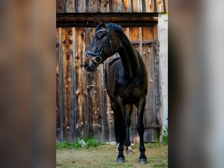 Hannoveraner Stute 11 Jahre 170 cm Dunkelbrauner in M&#xFC;nchen