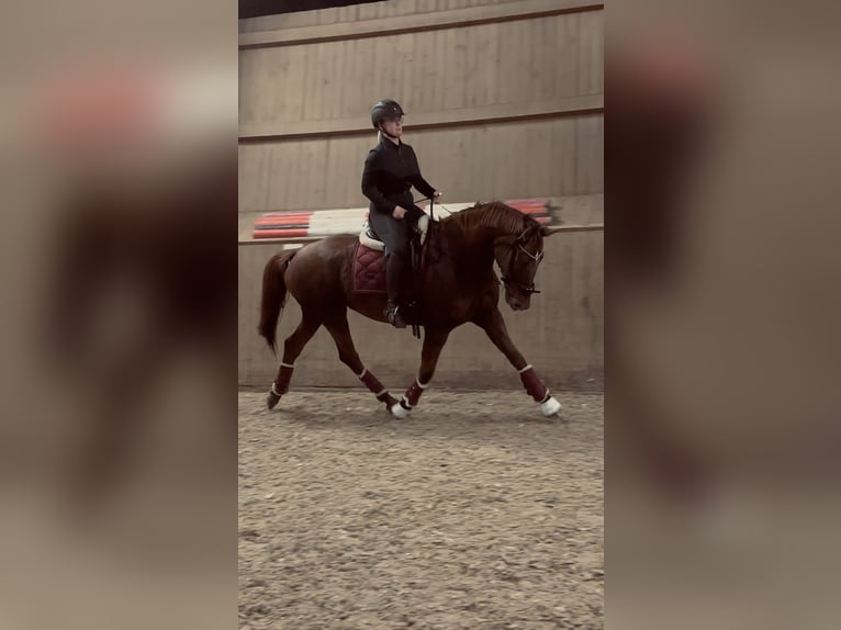 Hannoveraner Stute 11 Jahre 170 cm Dunkelfuchs in Osterholz-Scharmbeck