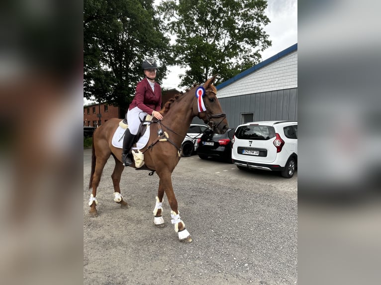 Hannoveraner Stute 11 Jahre 170 cm Dunkelfuchs in Osterholz-Scharmbeck