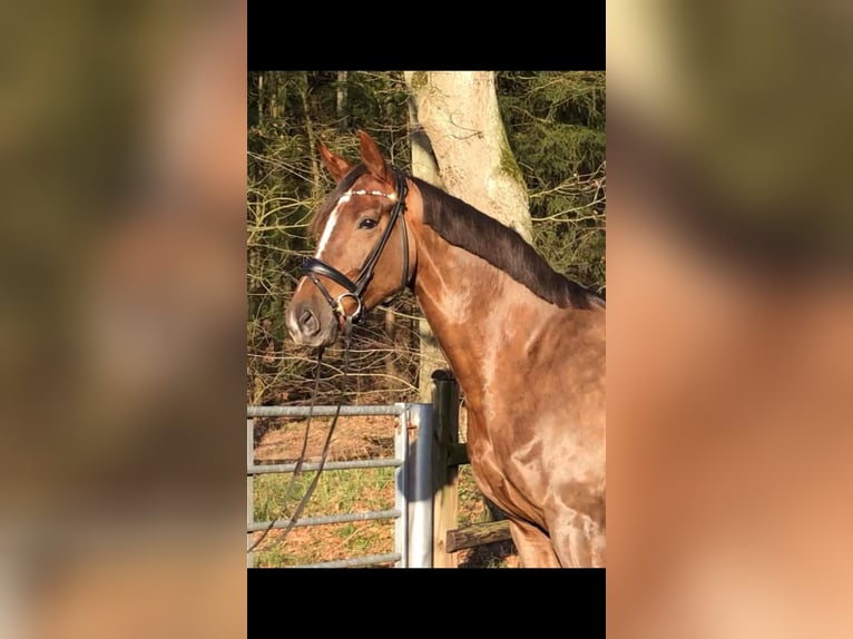 Hannoveraner Stute 11 Jahre 170 cm Dunkelfuchs in Hamburg