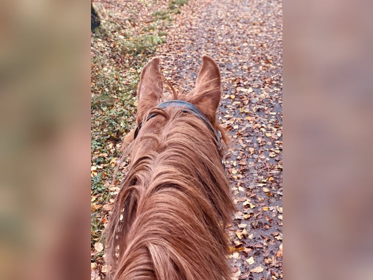 Hannoveraner Stute 11 Jahre 170 cm Fuchs in Beckingen